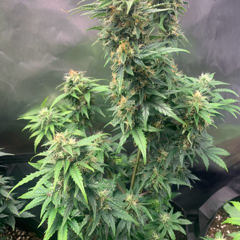 Northern Lights auto growlog timeline photo