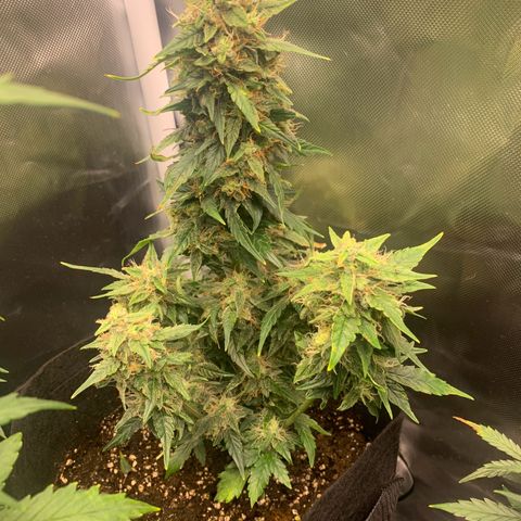 Northern Lights auto growlog timeline photo