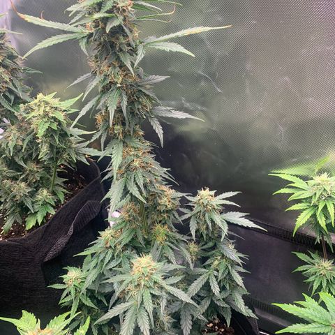 Northern Lights auto growlog timeline photo