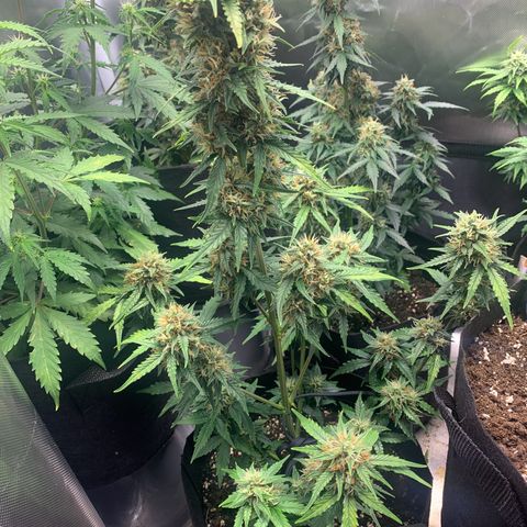 Northern Lights auto growlog timeline photo