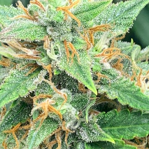 Northern Lights auto growlog photo: Notschlachtung wegen budrot an 2/4 Mainbuds - heute Kontrolle der stehen gebliebenen Pflanzen(teile) 
Nach dem Trimmen je 12g pro Pflanze an Mainbuds gerettet - einmal noch recht feucht, einmal etwas getrockneter (Teile ohne budrot) Rest im Müll.