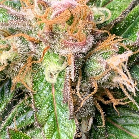 Northern Lights auto growlog photo: Notschlachtung wegen budrot an 2/4 Mainbuds - heute Kontrolle der stehen gebliebenen Pflanzen(teile) 
Nach dem Trimmen je 12g pro Pflanze an Mainbuds gerettet - einmal noch recht feucht, einmal etwas getrockneter (Teile ohne budrot) Rest im Müll.