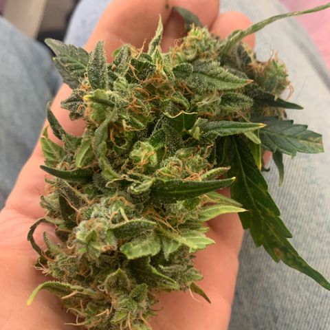 Northern Lights auto growlog photo: Notschlachtung wegen budrot an 2/4 Mainbuds - heute Kontrolle der stehen gebliebenen Pflanzen(teile) 
Nach dem Trimmen je 12g pro Pflanze an Mainbuds gerettet - einmal noch recht feucht, einmal etwas getrockneter (Teile ohne budrot) Rest im Müll.