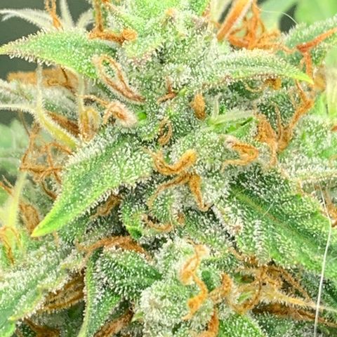 Northern Lights auto growlog photo: Notschlachtung wegen budrot an 2/4 Mainbuds - heute Kontrolle der stehen gebliebenen Pflanzen(teile) 
Nach dem Trimmen je 12g pro Pflanze an Mainbuds gerettet - einmal noch recht feucht, einmal etwas getrockneter (Teile ohne budrot) Rest im Müll.