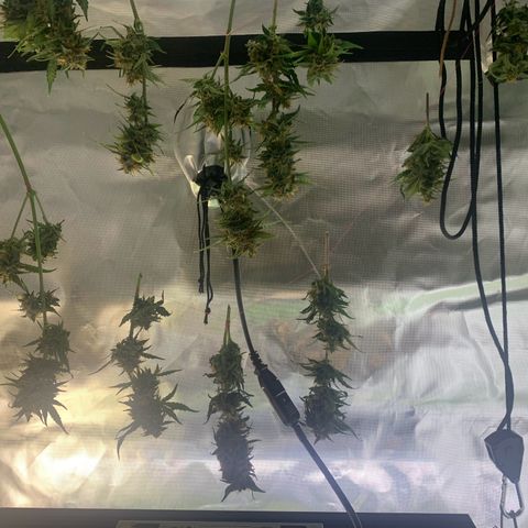 Northern Lights auto growlog photo: Trocknung der Teilernte 