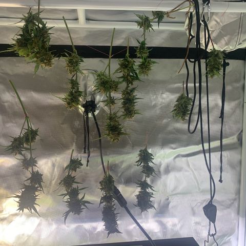 Northern Lights auto growlog photo: Trocknung der Teilernte 