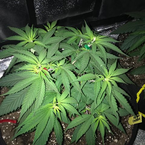 Swiss Cheese growlog timeline photo