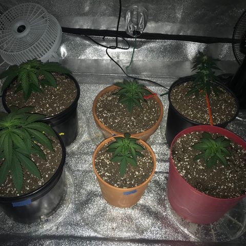 Swiss Cheese growlog timeline photo