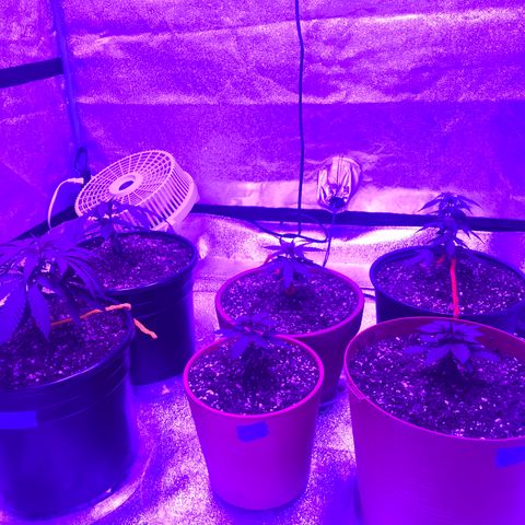 Swiss Cheese growlog timeline photo