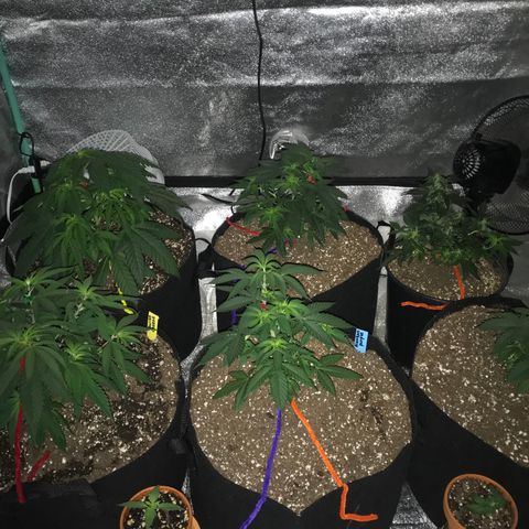 Swiss Cheese growlog timeline photo