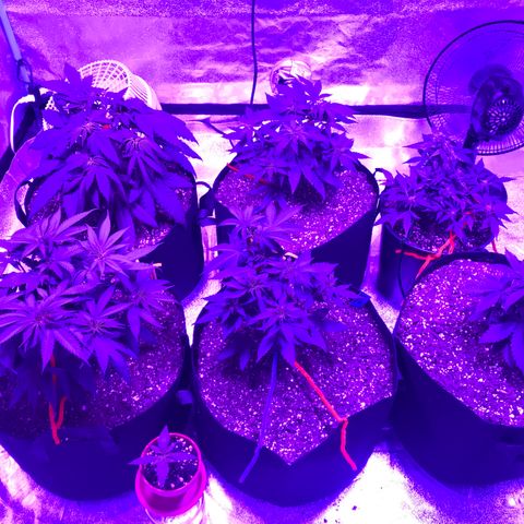 Swiss Cheese growlog timeline photo