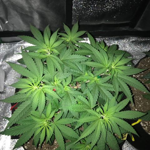 Swiss Cheese growlog timeline photo