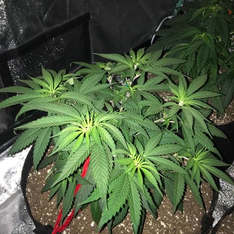 Swiss Cheese growlog timeline photo