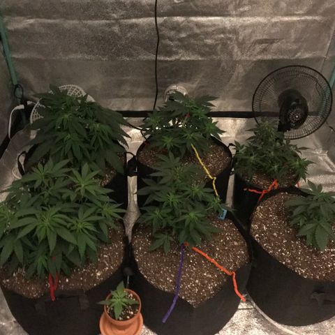 Swiss Cheese growlog timeline photo