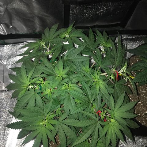 Swiss Cheese growlog timeline photo