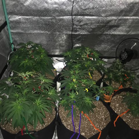 Swiss Cheese growlog timeline photo