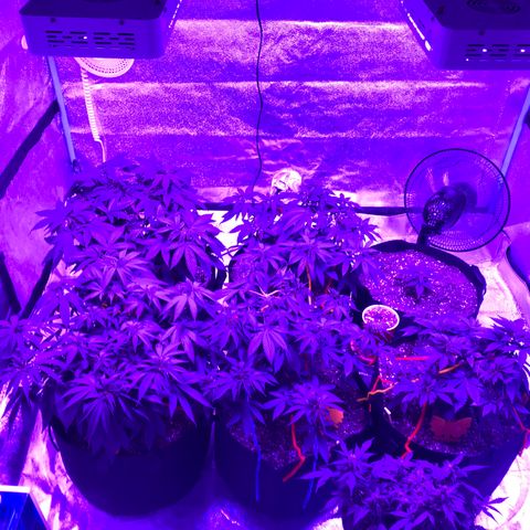 Swiss Cheese growlog timeline photo