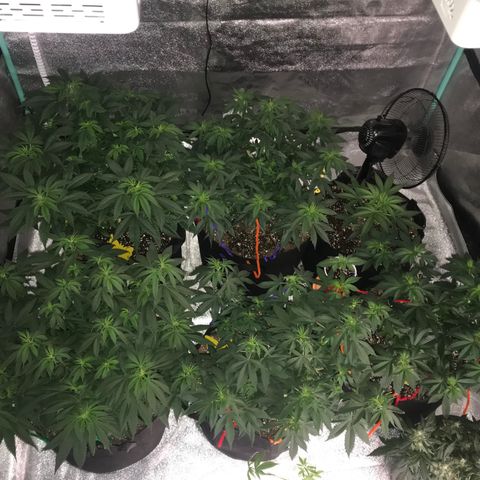 Swiss Cheese growlog timeline photo