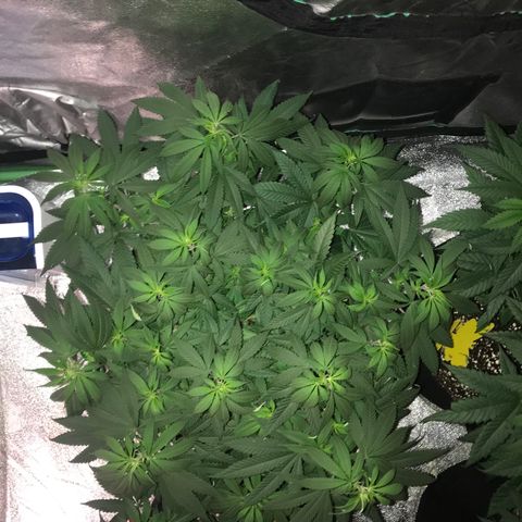 Swiss Cheese growlog timeline photo
