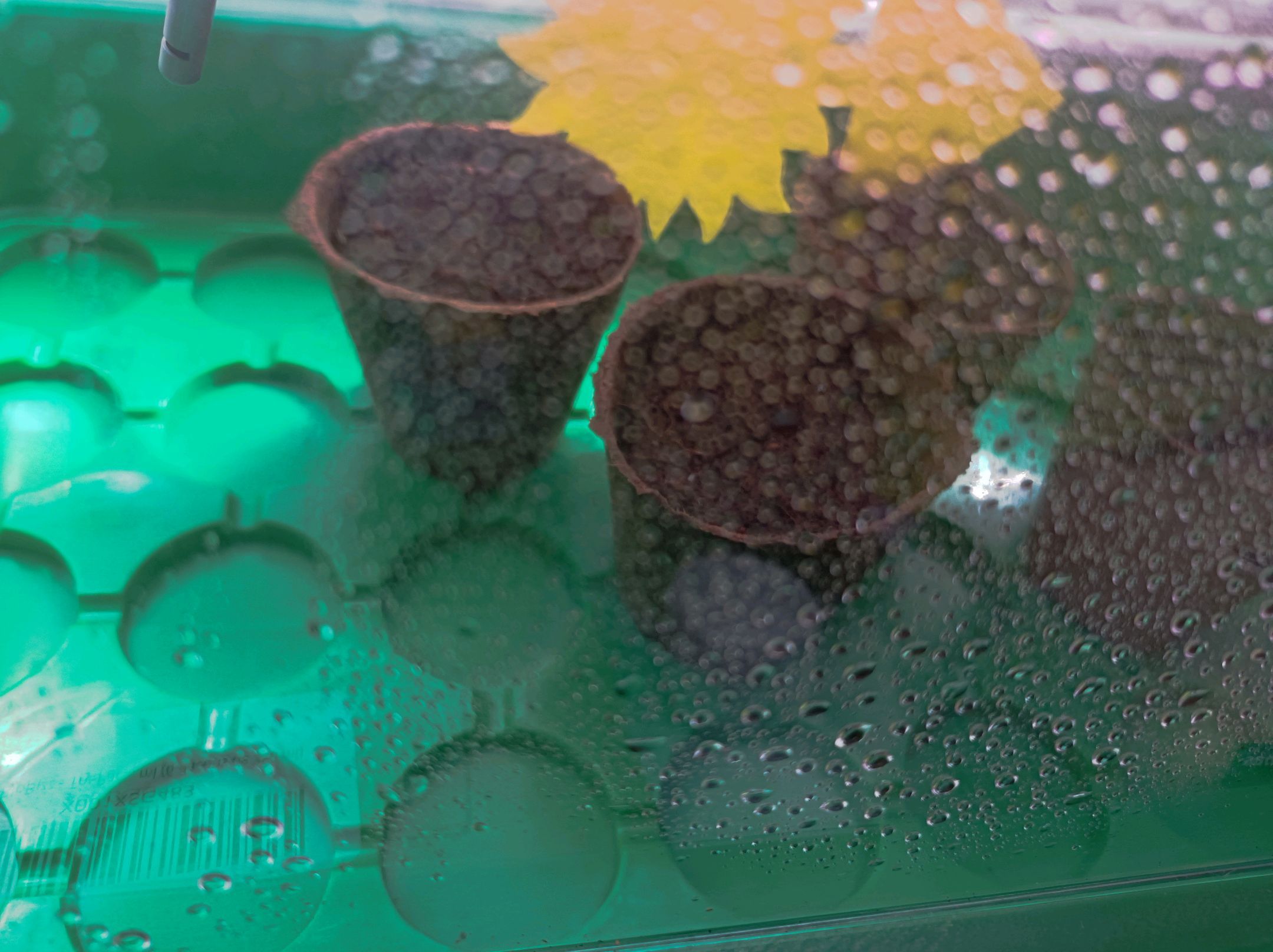 White Widow growlog photo 6