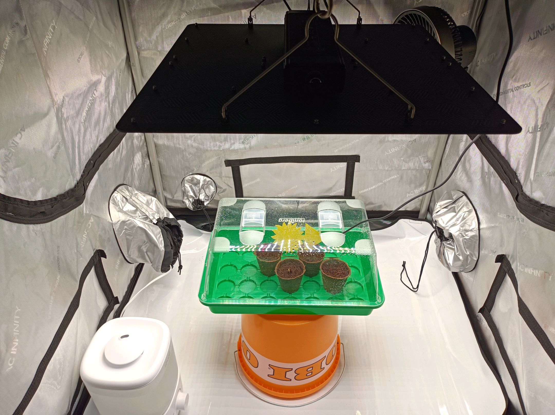 White Widow growlog photo 9