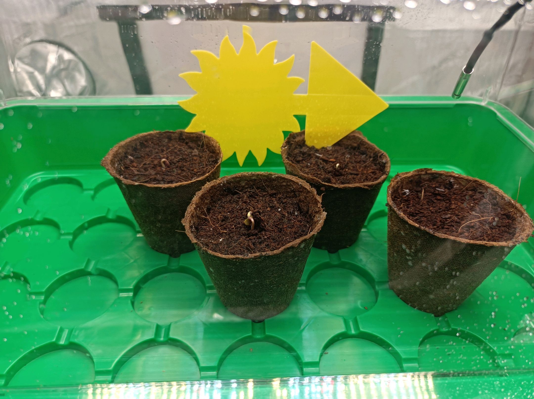 White Widow growlog photo 8