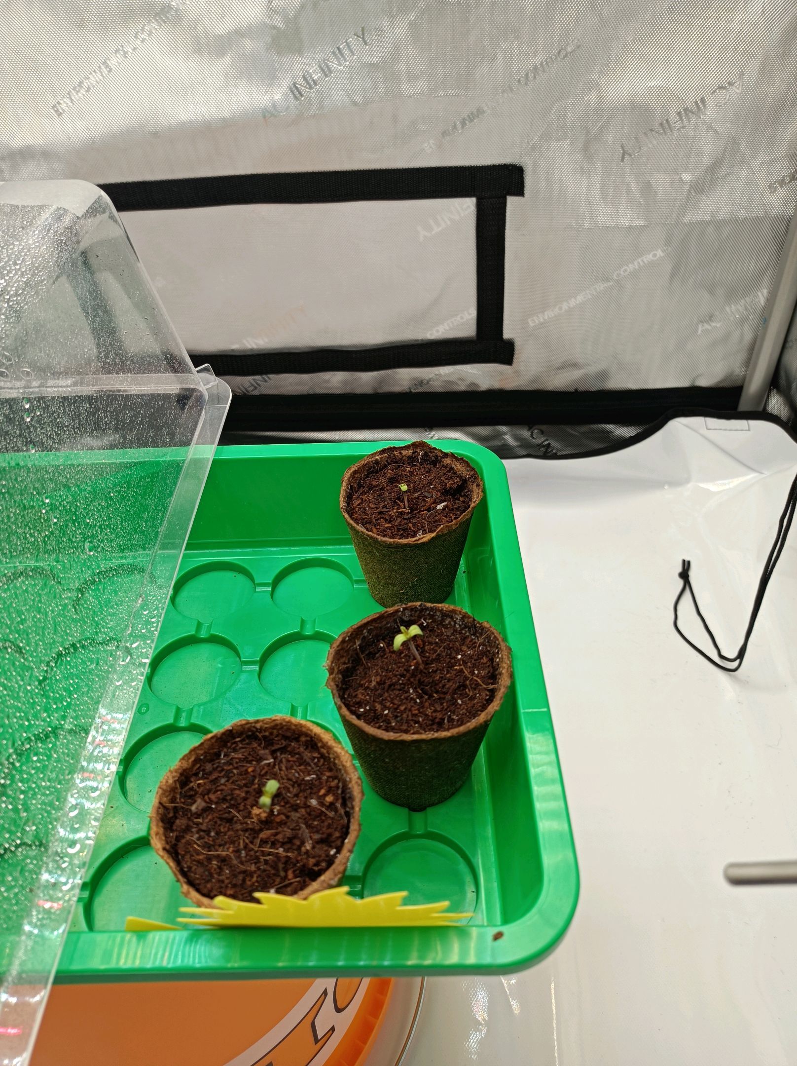 White Widow growlog photo 10