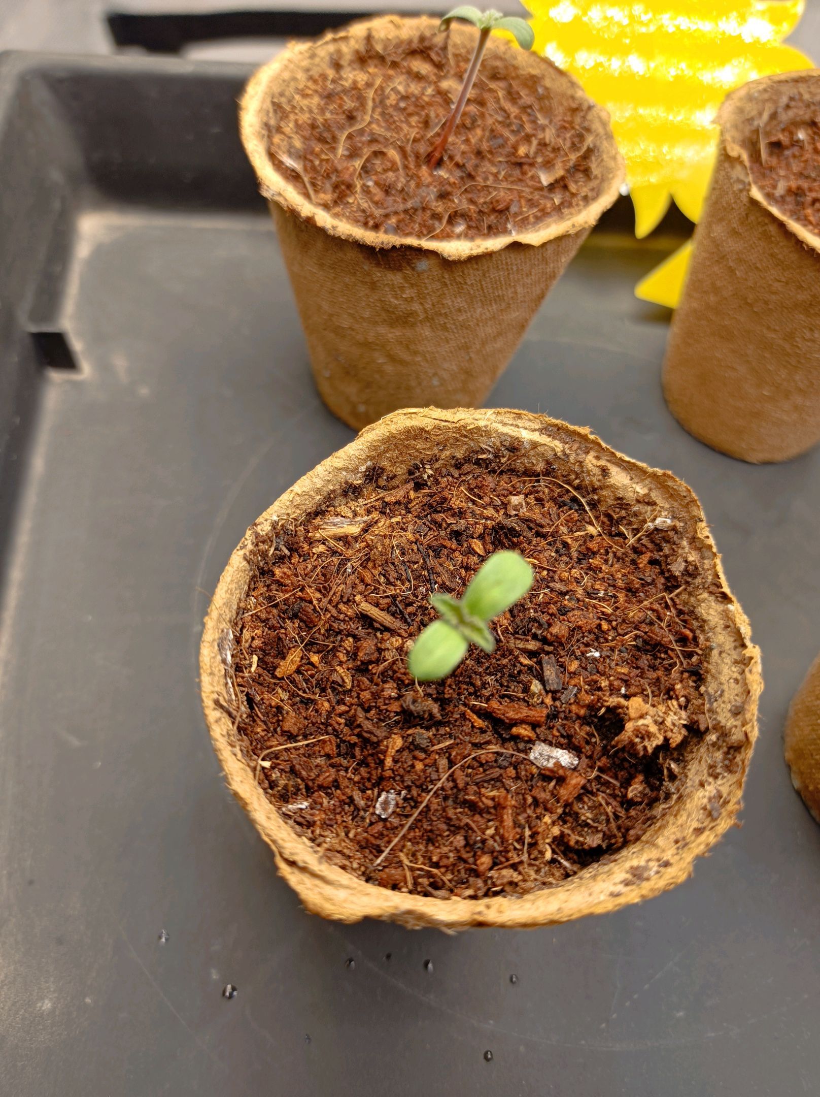 White Widow growlog photo 11