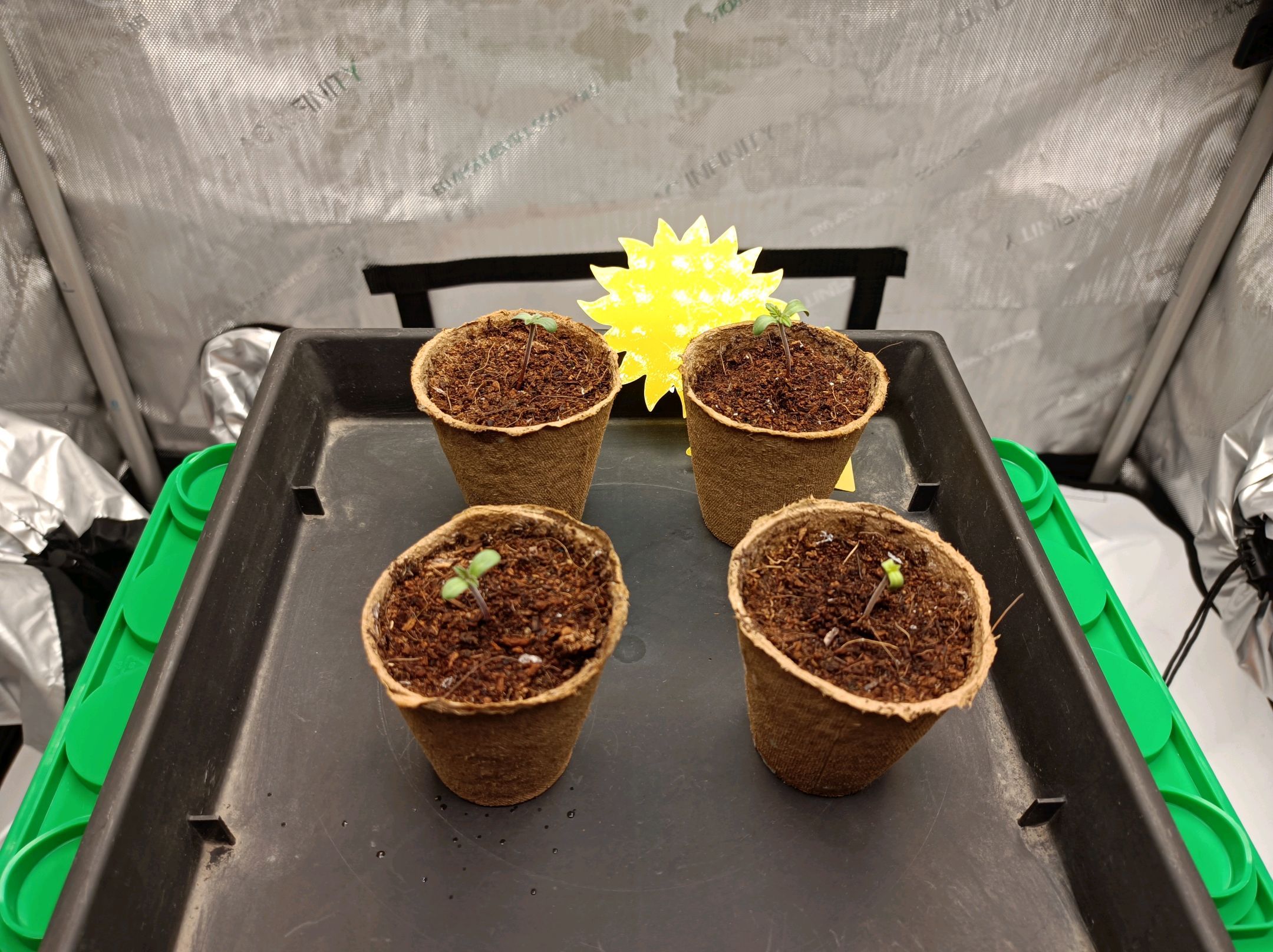 White Widow growlog photo 12