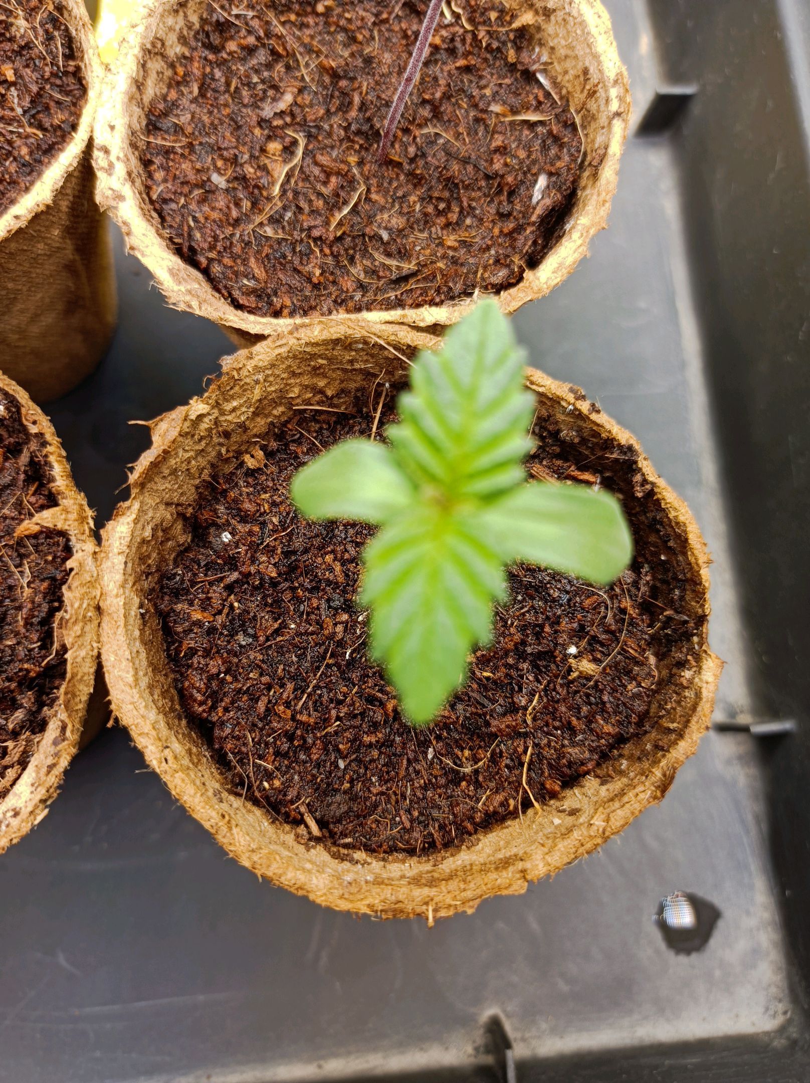 White Widow growlog photo 14