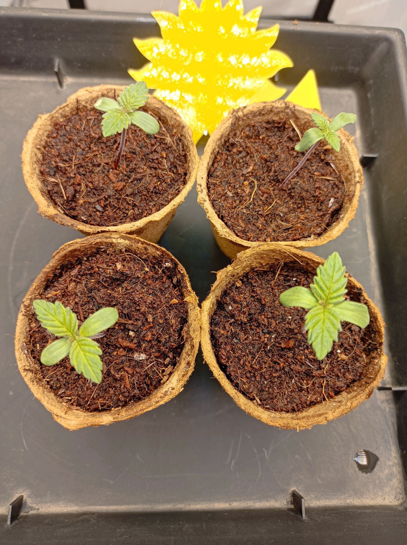 White Widow growlog photo 15