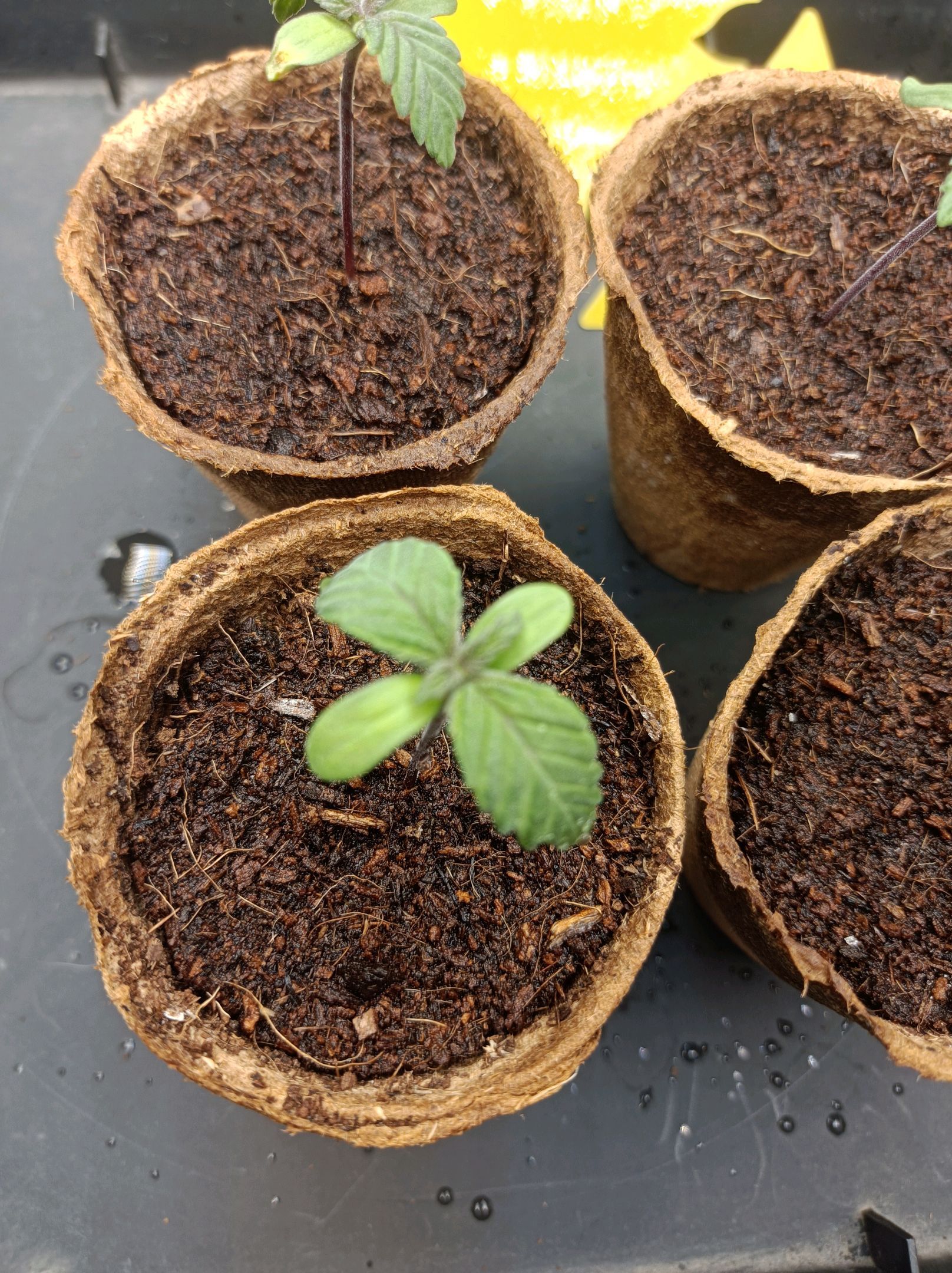 White Widow growlog photo 18