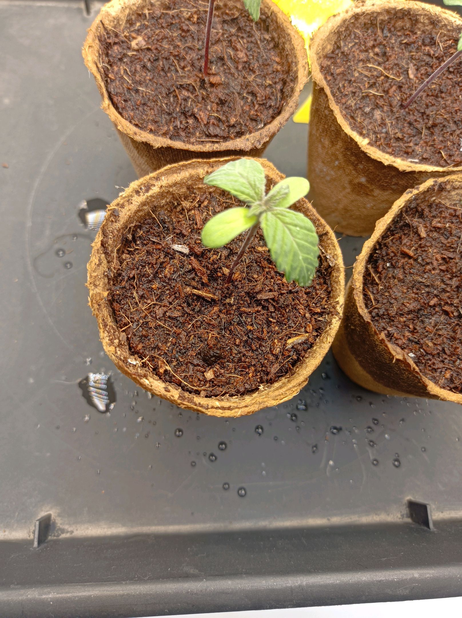 White Widow growlog photo 19