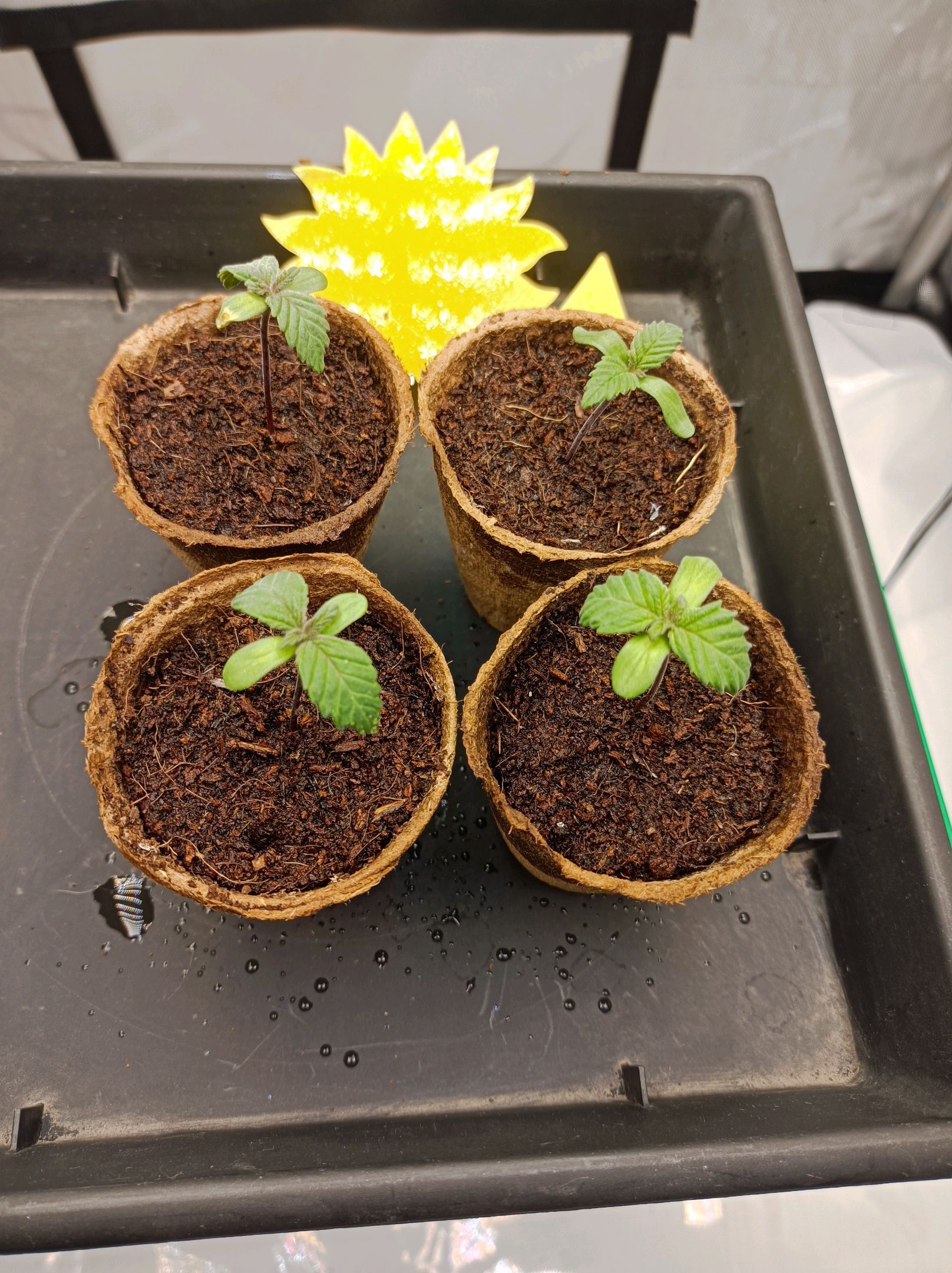 White Widow growlog photo 16