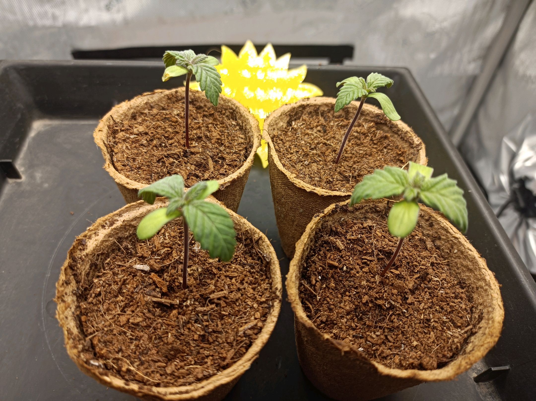 White Widow growlog photo 21