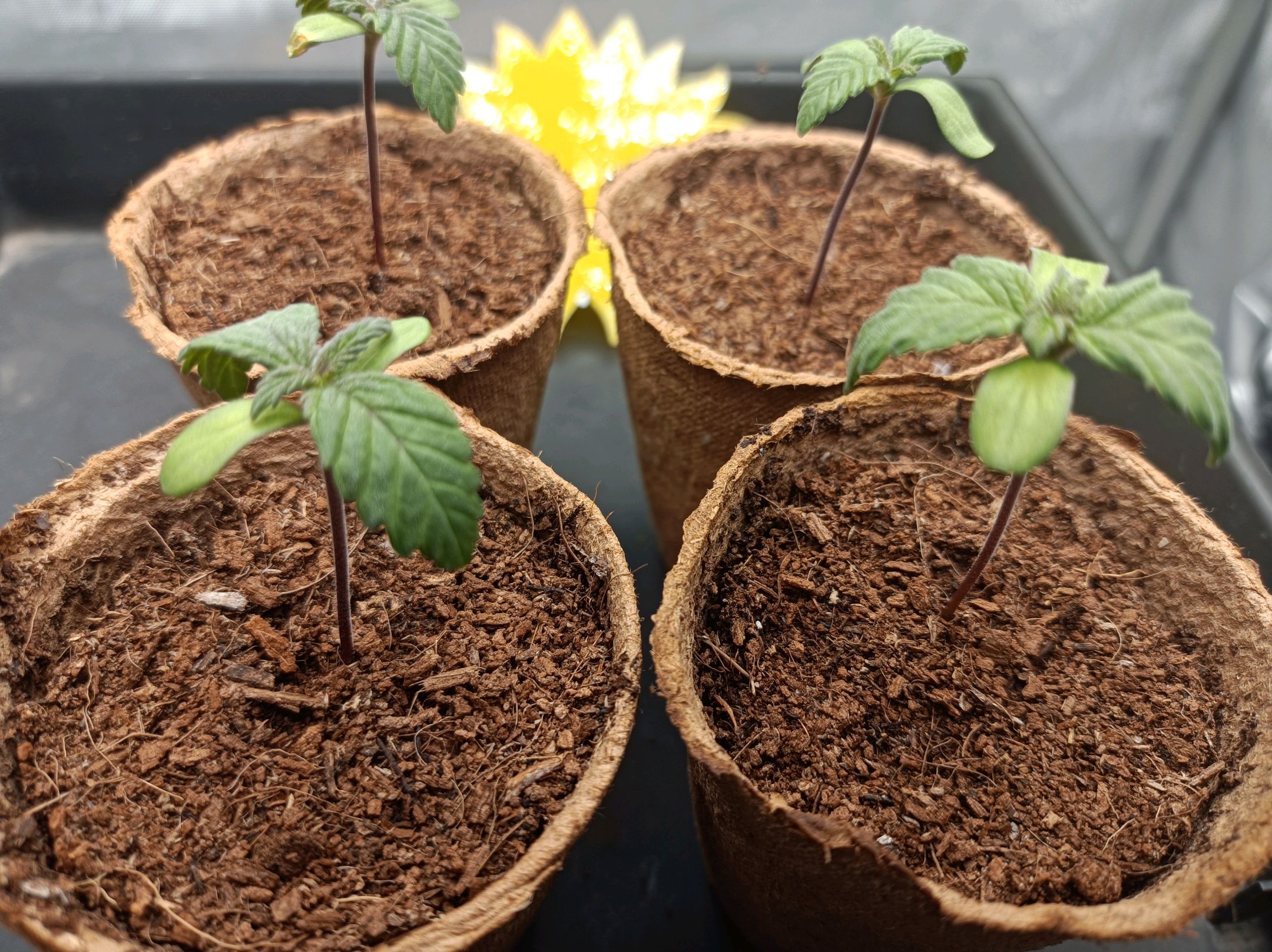 White Widow growlog photo 22