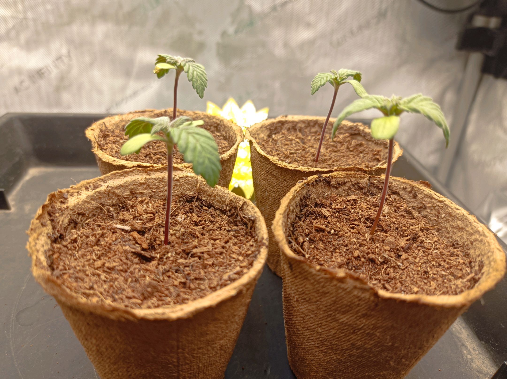 White Widow growlog photo 20