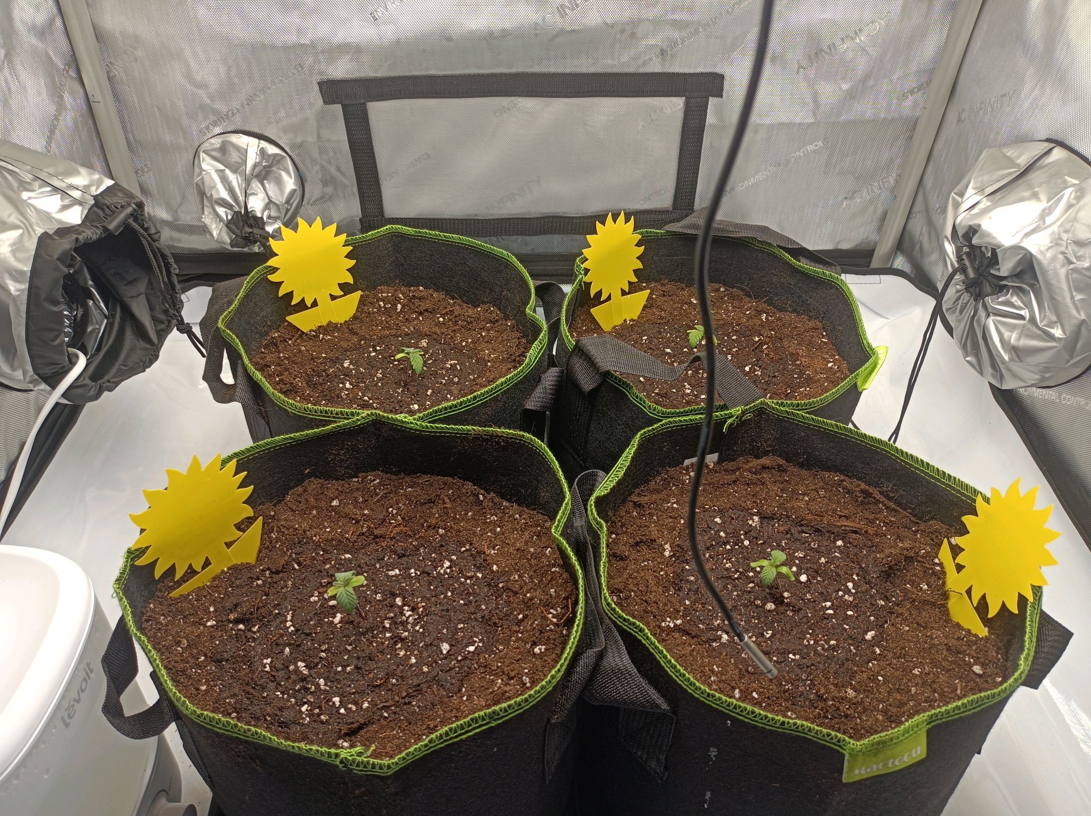 White Widow growlog photo 23