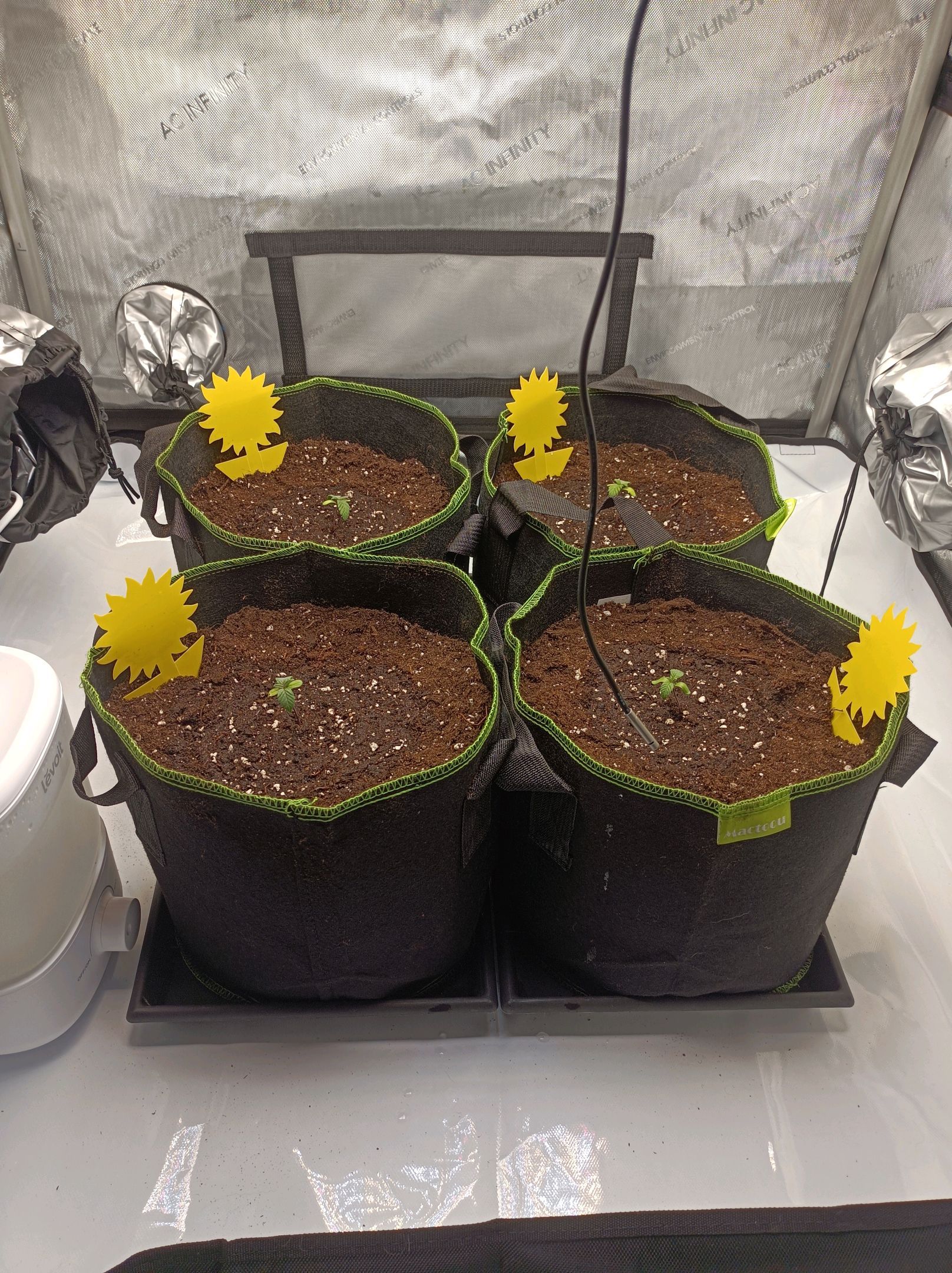 White Widow growlog photo 24