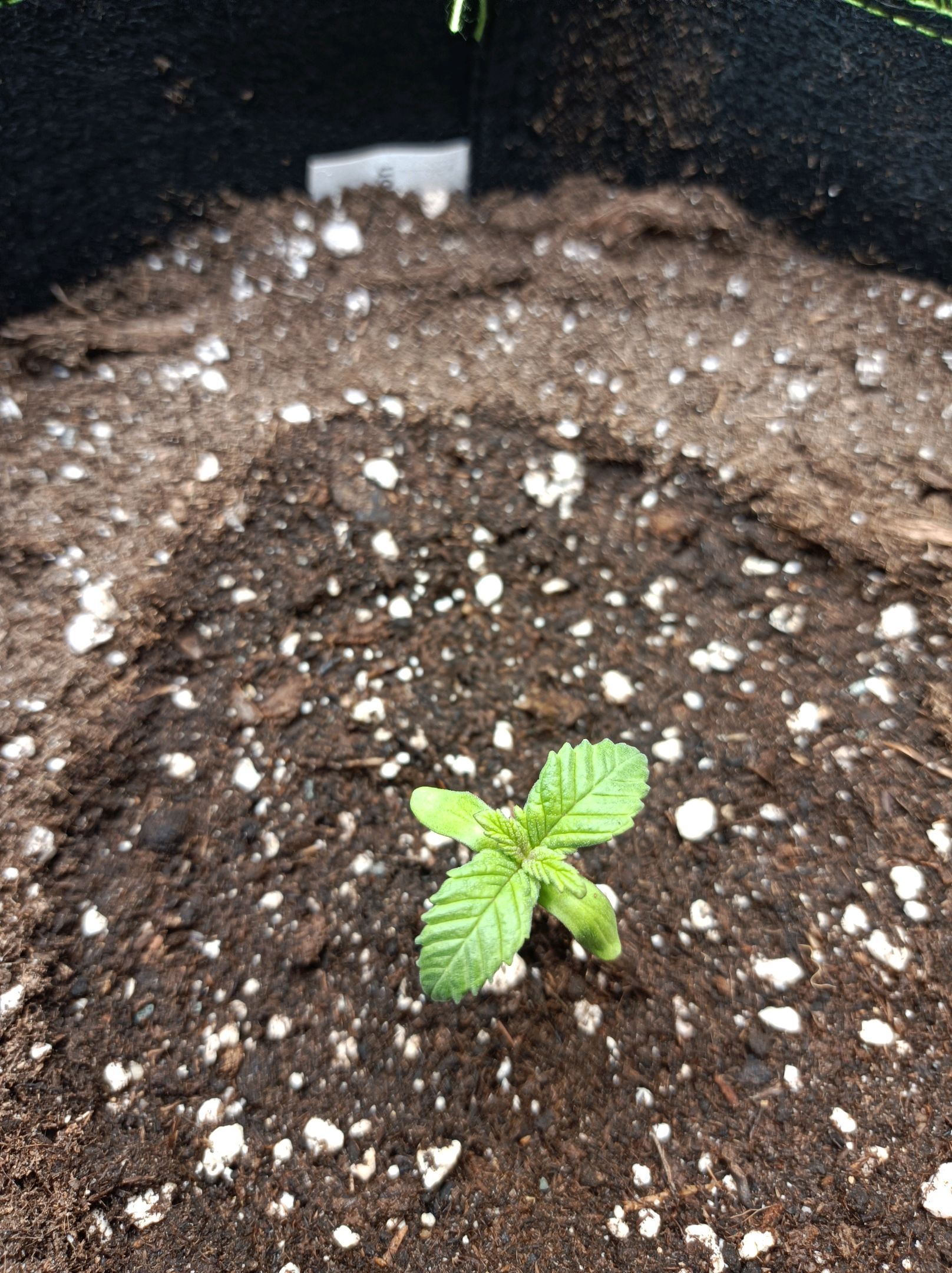 White Widow growlog photo 25