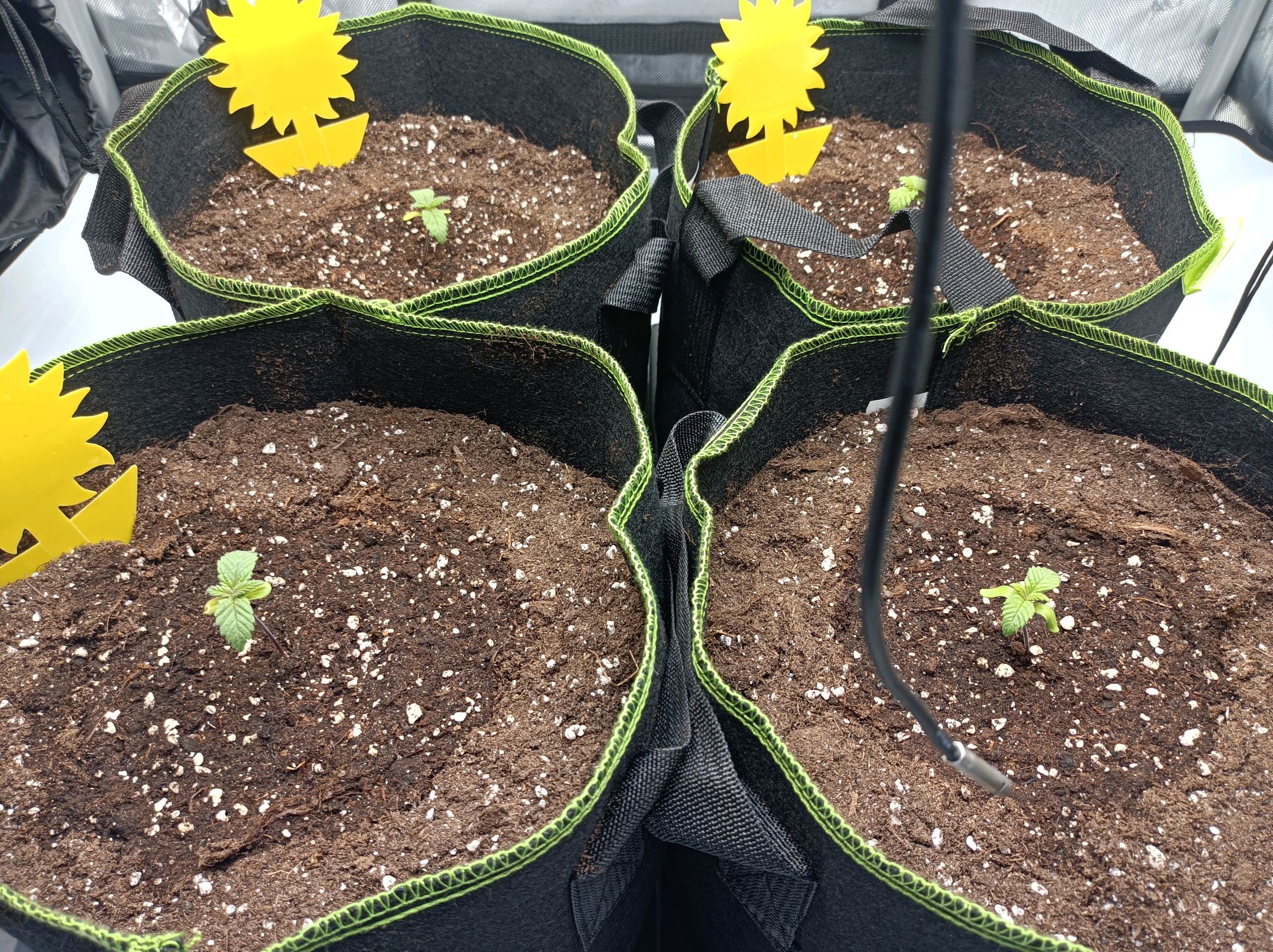 White Widow growlog photo 26