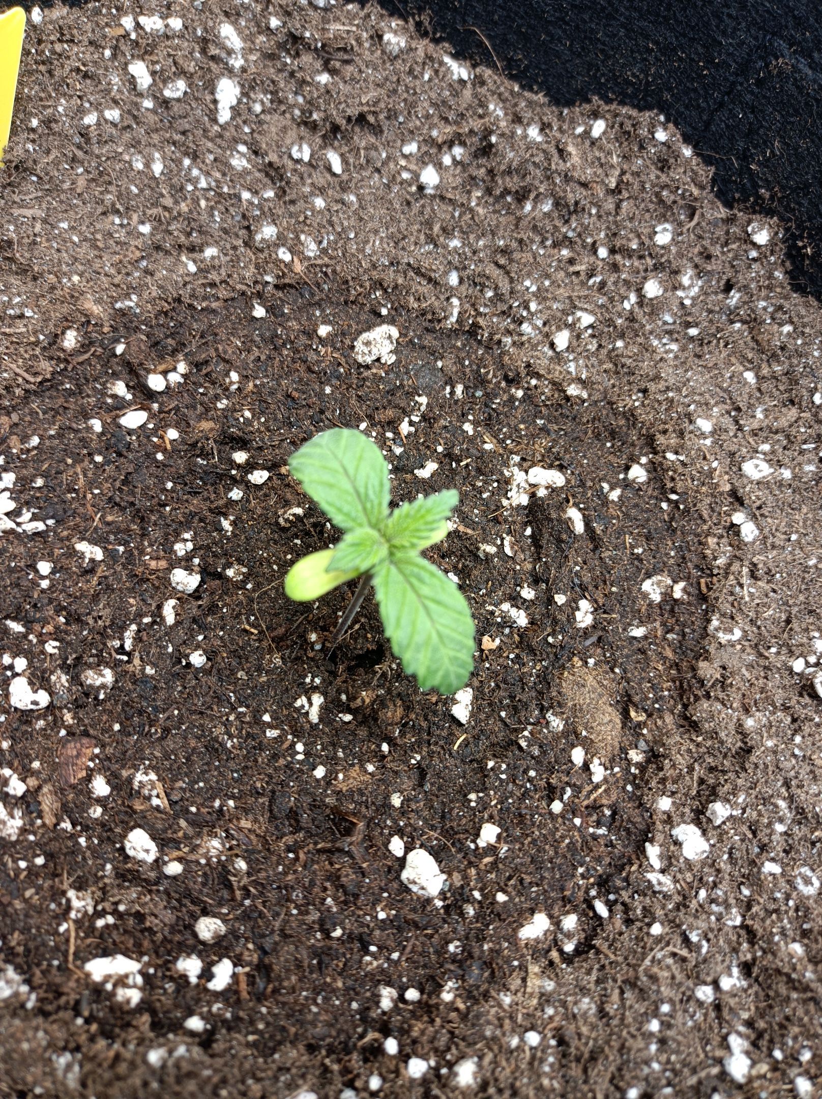 White Widow growlog photo 27