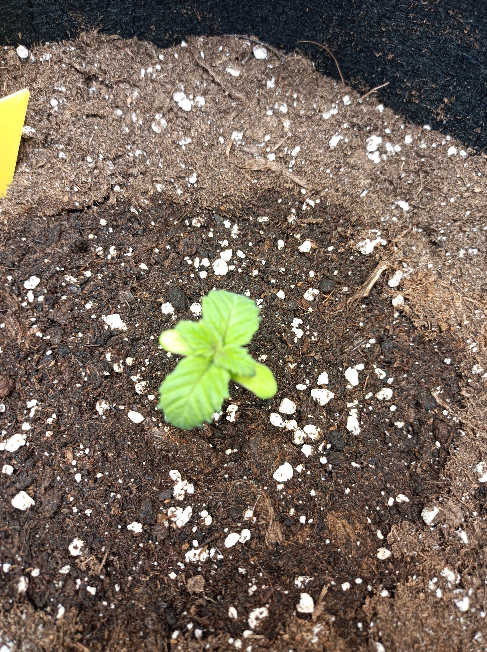 White Widow growlog photo 28