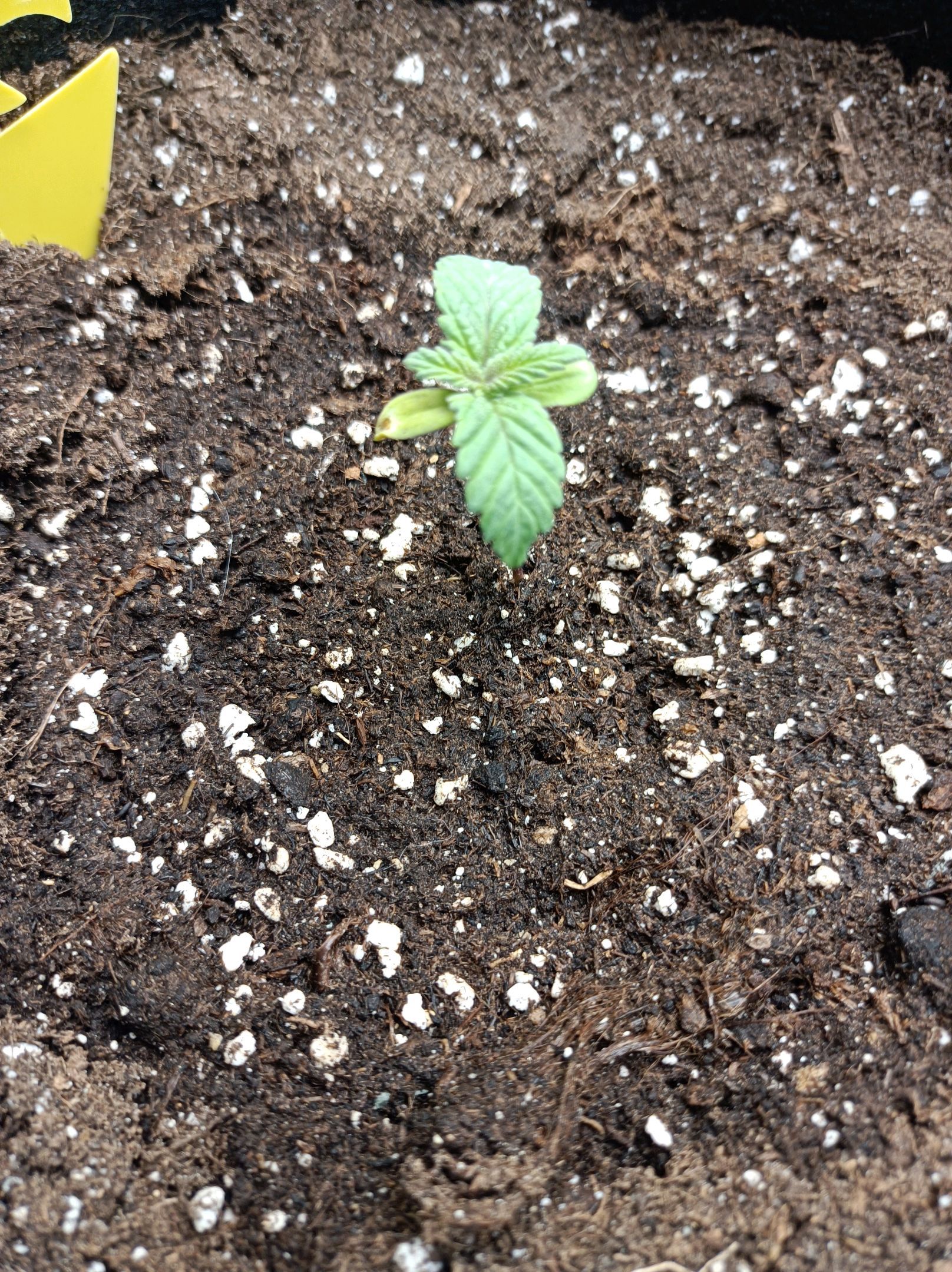 White Widow growlog photo 29