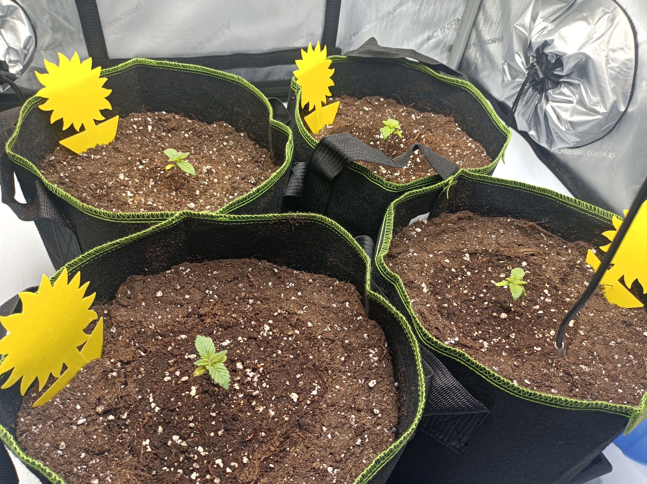 White Widow growlog photo 30