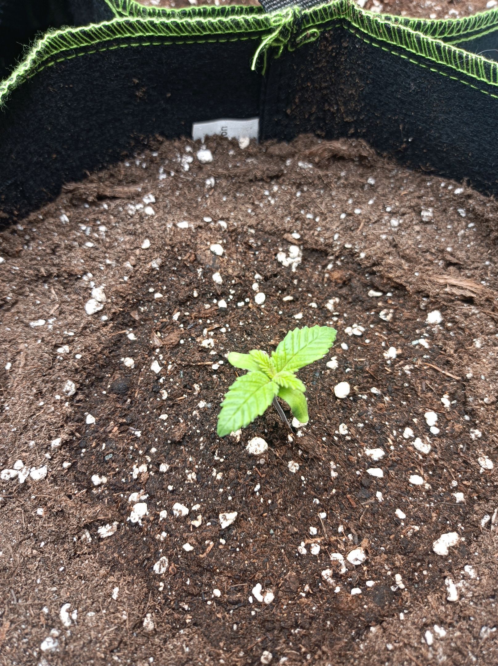 White Widow growlog photo 31