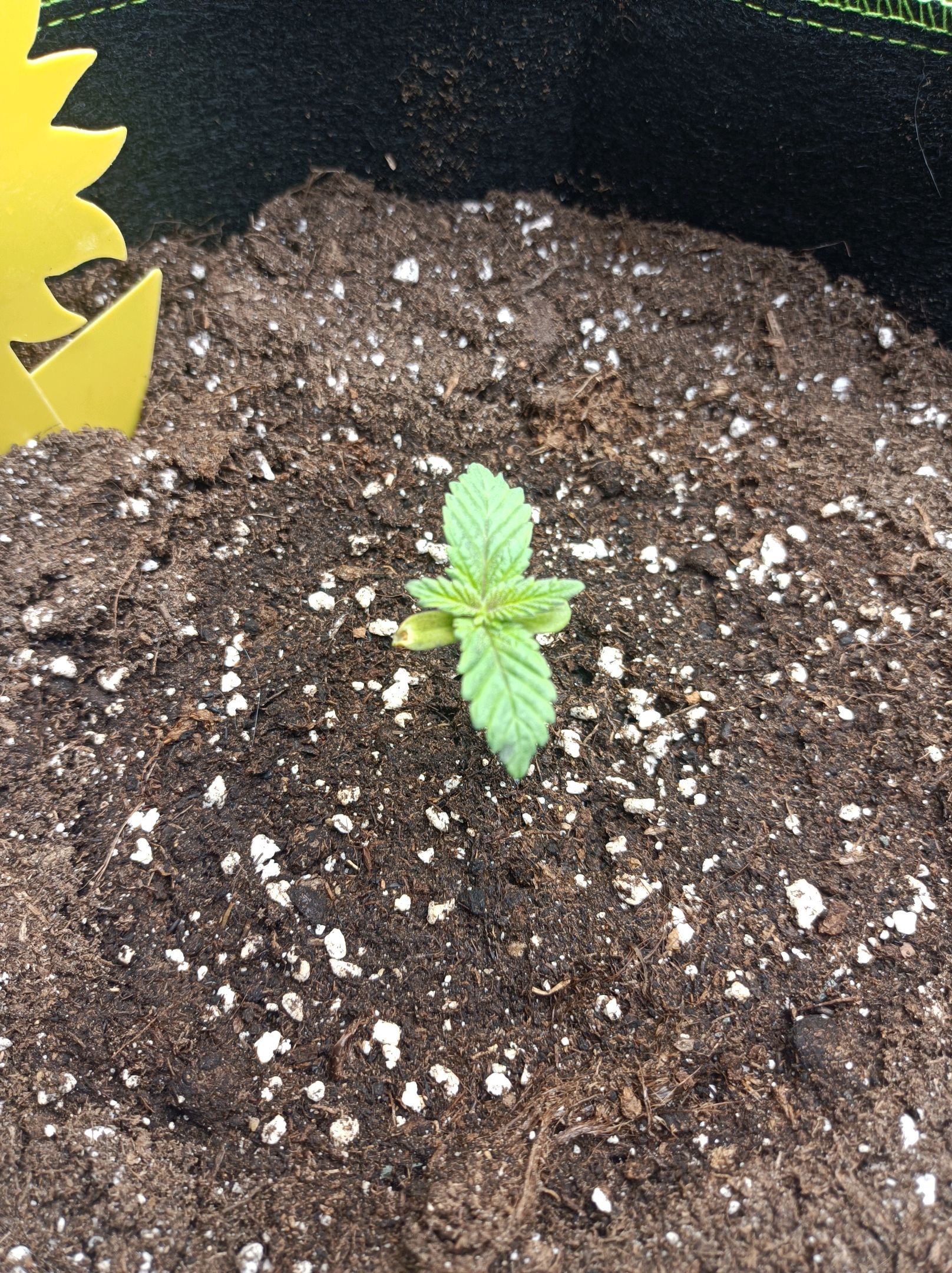 White Widow growlog photo 32