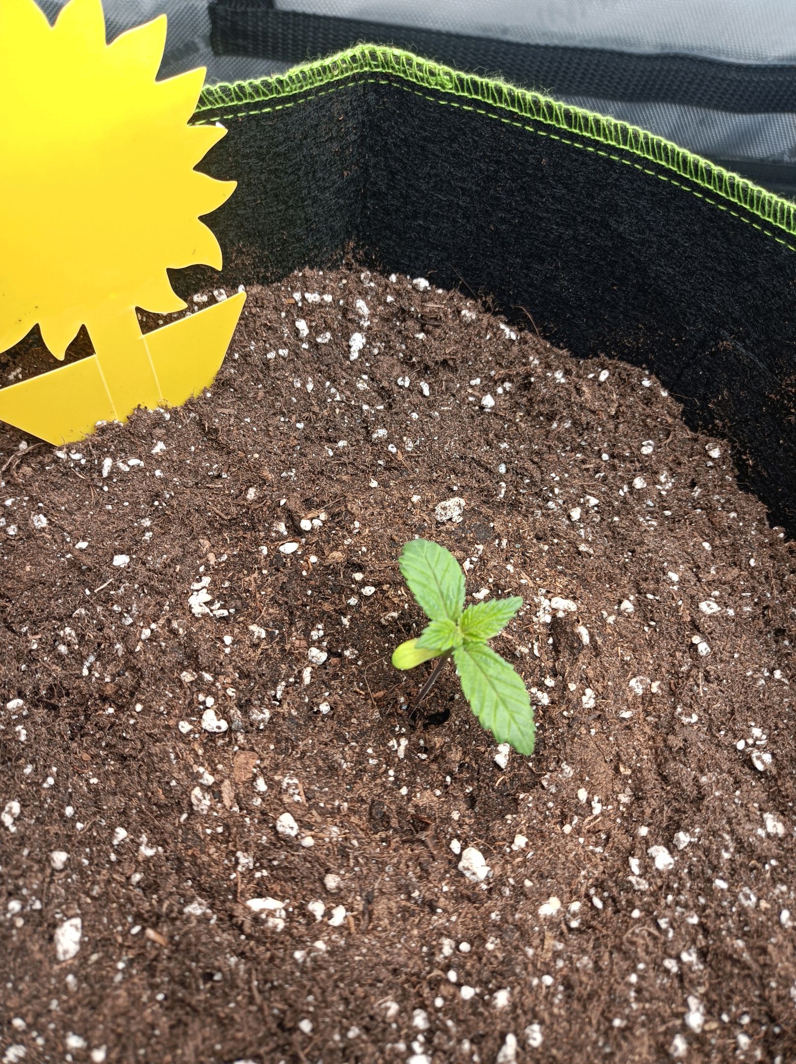 White Widow growlog photo 33