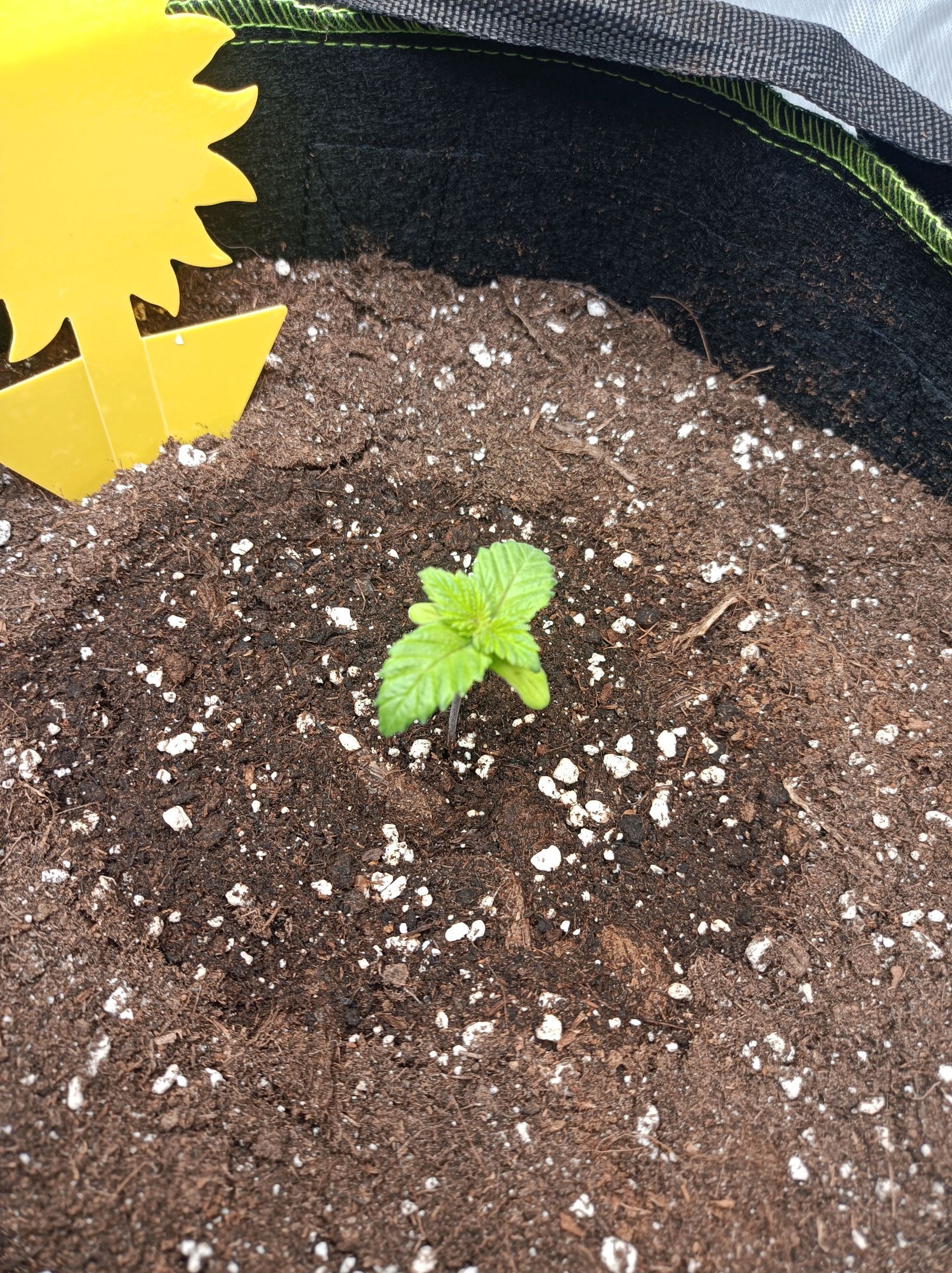 White Widow growlog photo 34