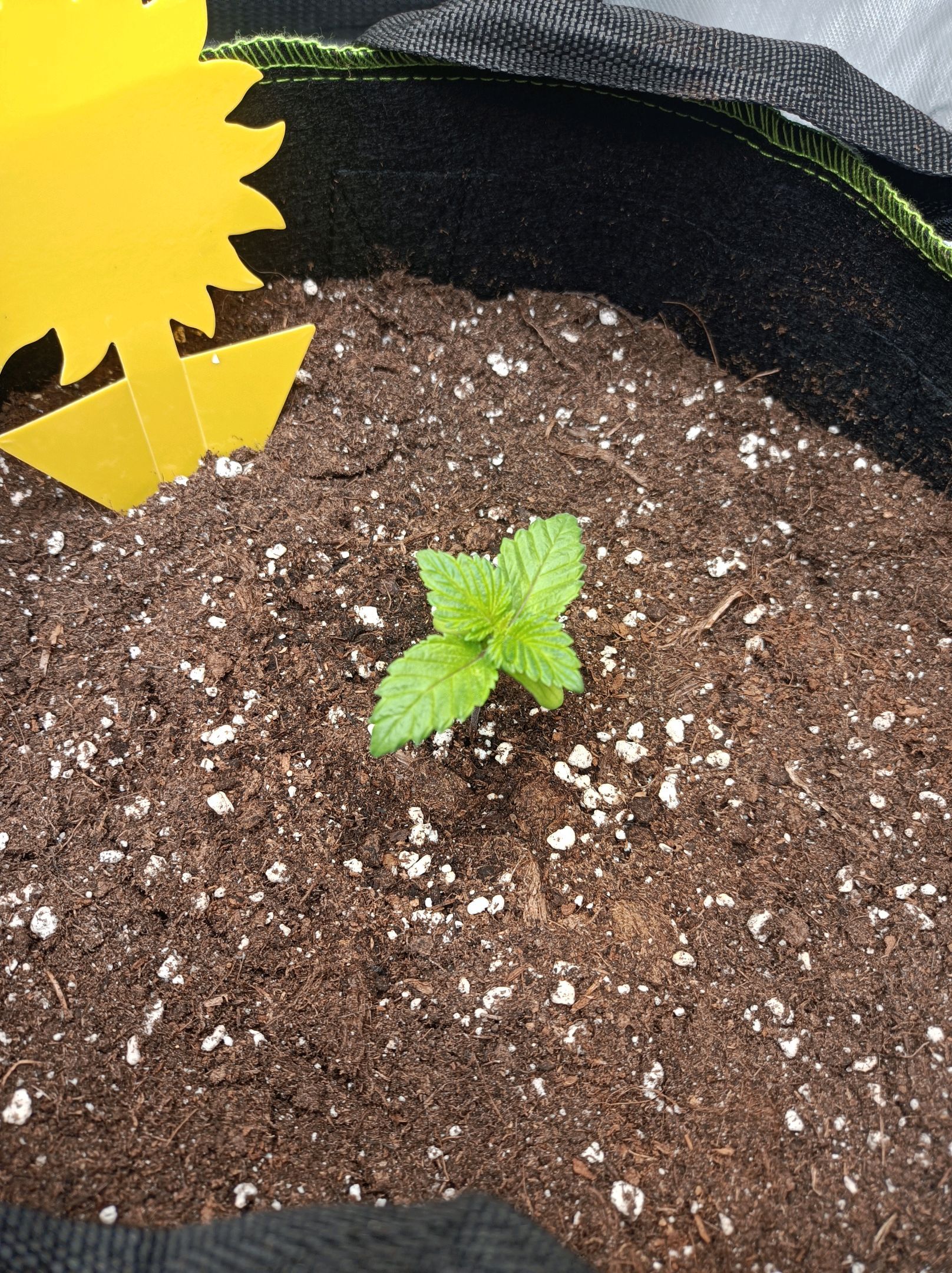 White Widow growlog photo 35